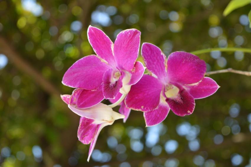 orchid 2416329